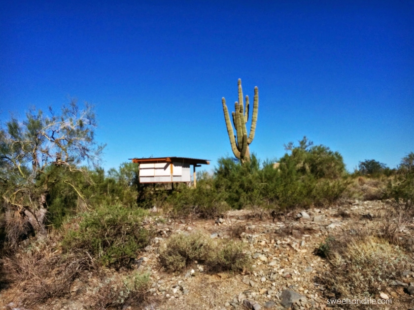 Sweets and Life: Taliesin West Tour